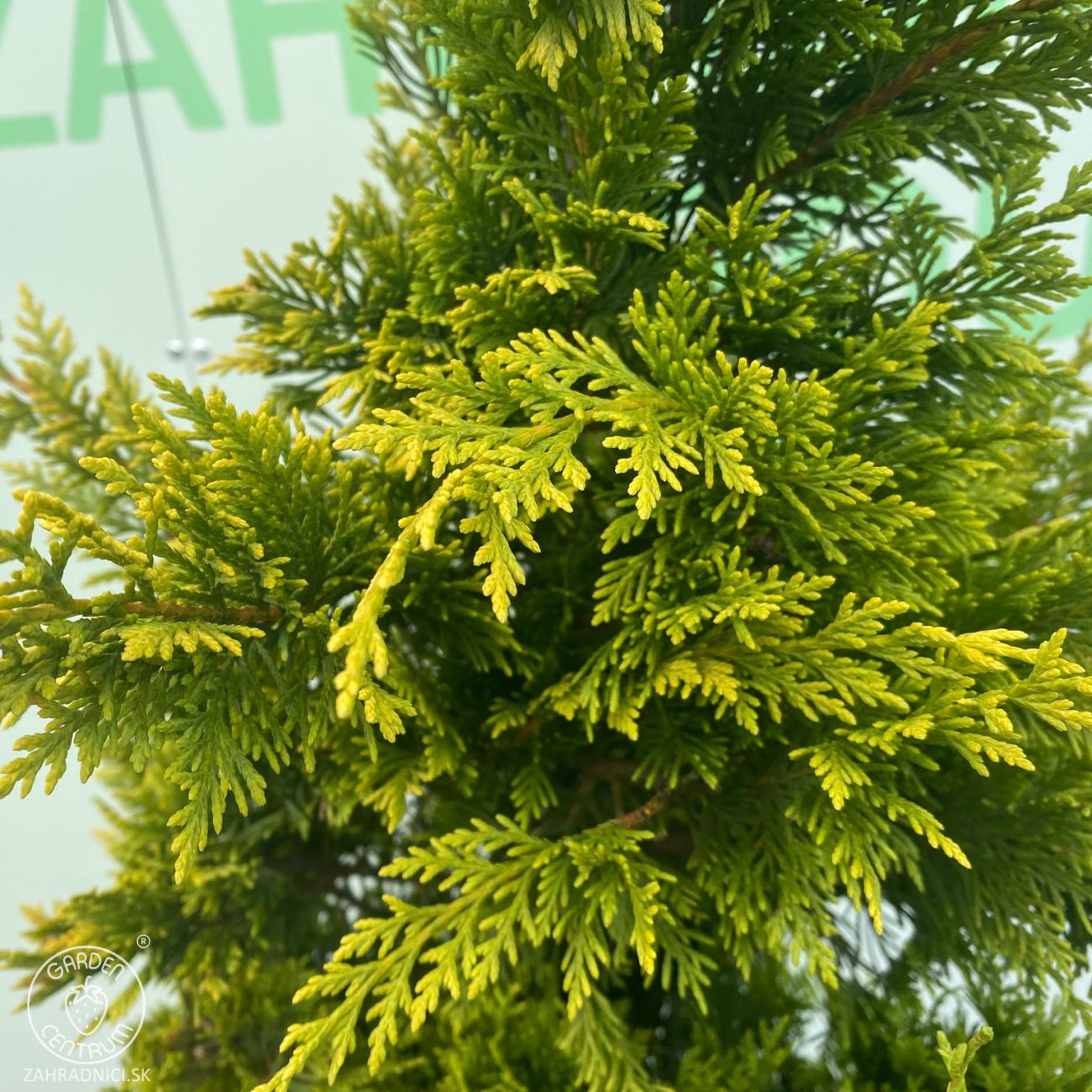 Obrázok Cyprusovec leylandský (Cupressocyparis leylandii) ´GOLD RIDER´ - výška 130-150 cm, kont. C18/35L